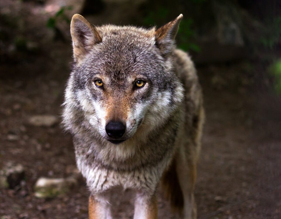 foto van een wolf