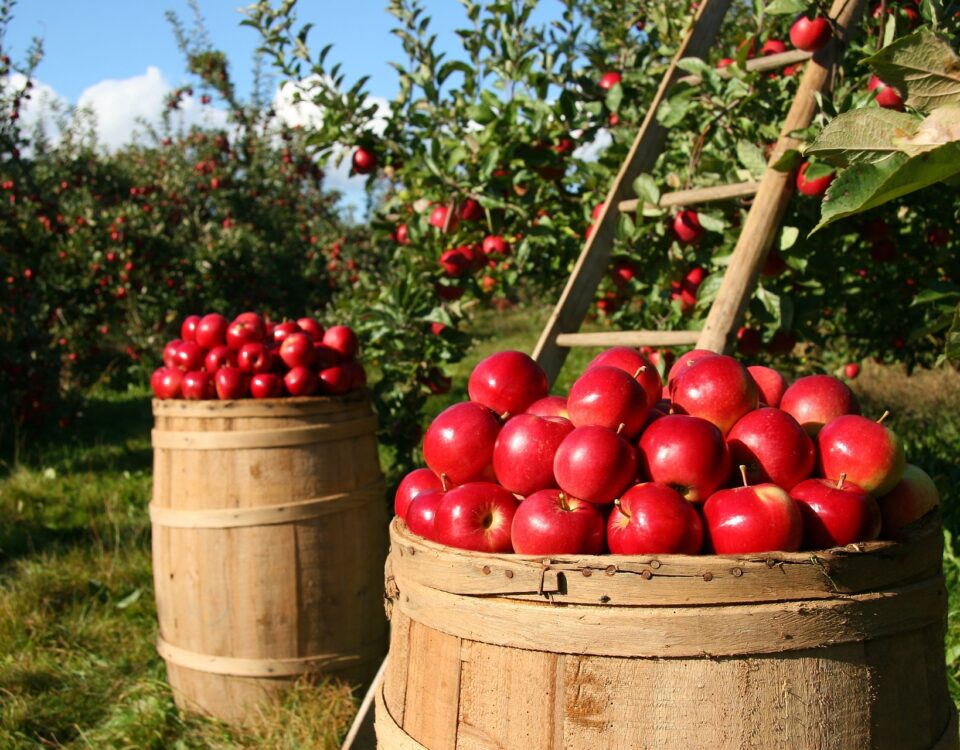 afbeelding appels