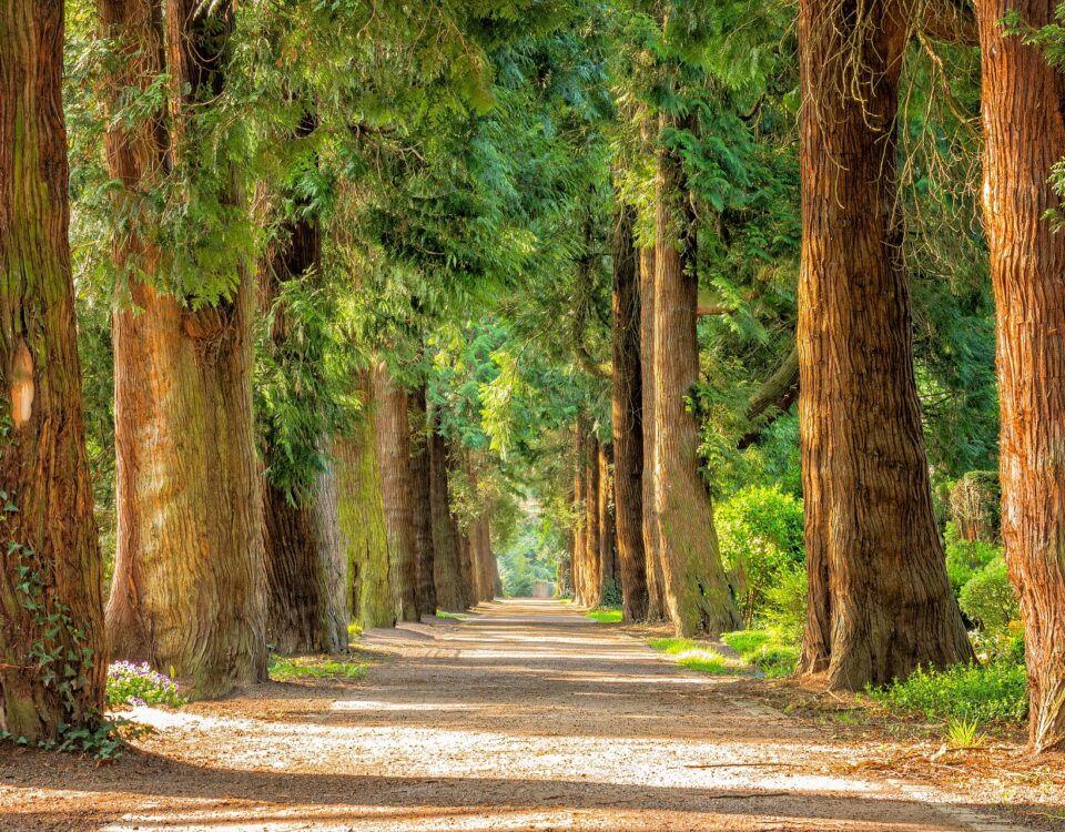 laan met bomen